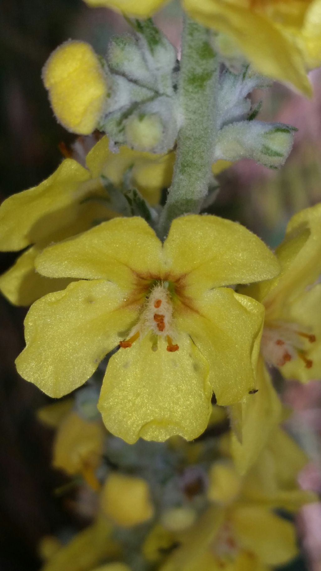 Verbascum pulverulentum (Lamiales - Scrophulariaceae)